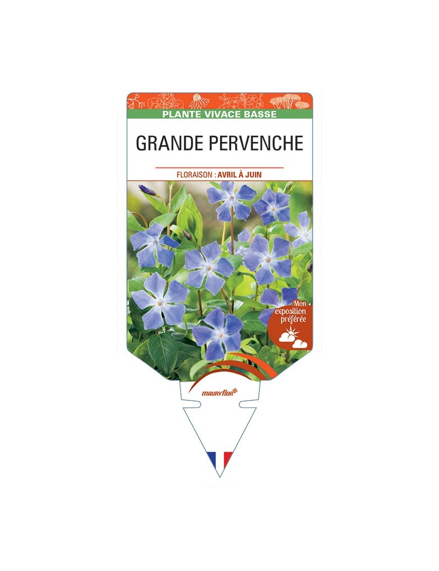 VINCA major (bleu) voir GRANDE PERVENCHE *