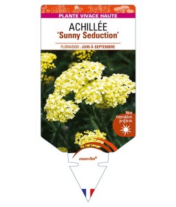 ACHILLEA (millefolium) 'Sunny Seduction'