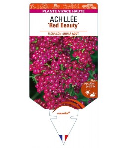 ACHILLEA (millefolium) ‘Red Beauty’
