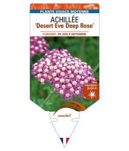 ACHILLEA (millefolium) Desert Eve Deep Rose