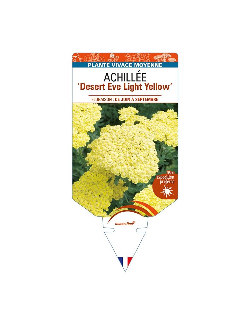 ACHILLEA (millefolium) Desert Eve Light Yellow