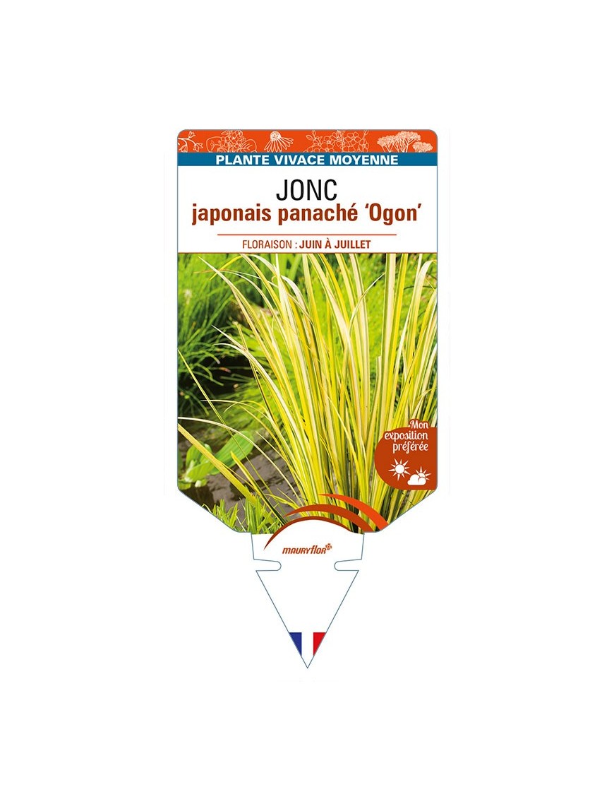 ACORUS ogon voir JONC japonais panaché ‘Ogon’