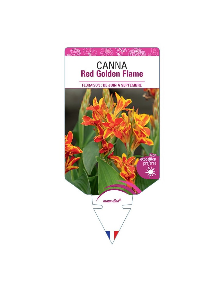 CANNA RED GOLDEN FLAME