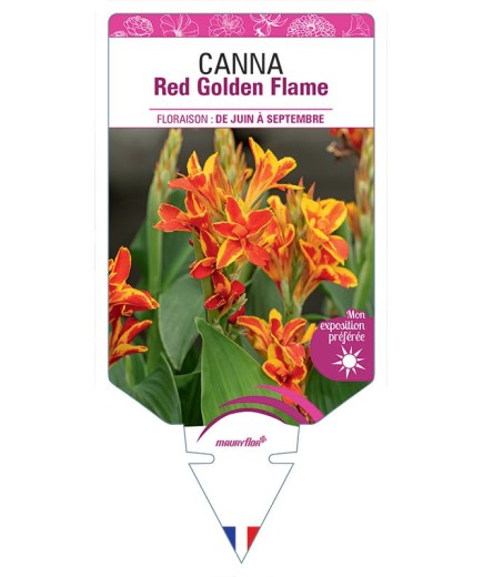 CANNA RED GOLDEN FLAME