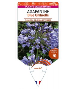 AGAPANTHUS africanus 'Blue Umbrella'
