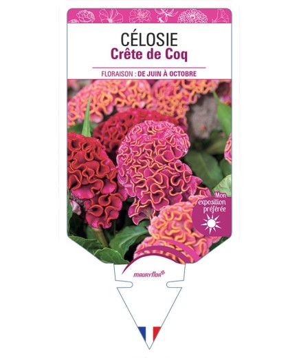 CELOSIE CRETE DE COQ