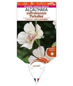 ALCALTHAEA suffrutescens 'Parkallee'