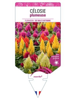 CÉLOSIE PLUMEUSE