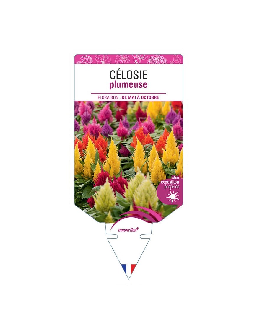 CÉLOSIE PLUMEUSE