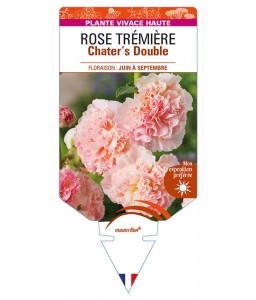 ALCEA rosea Chater's Double (rose) voir ROSE TRÉMIÈRE