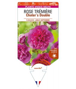 ALCEA rosea Chater's Double (violette) voir ROSE TRÉMIÈRE