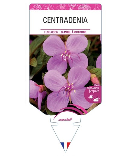 CENTRADENIA
