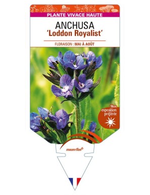 ANCHUSA azurea 'Loddon Royalist'