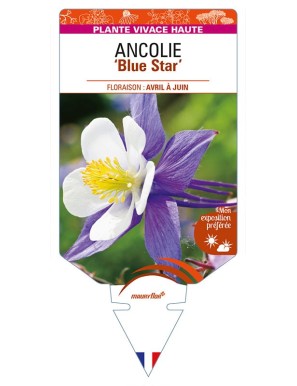 ANCOLIE 'Blue Star'