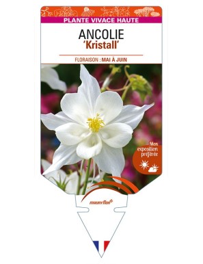 ANCOLIE 'Kristall'