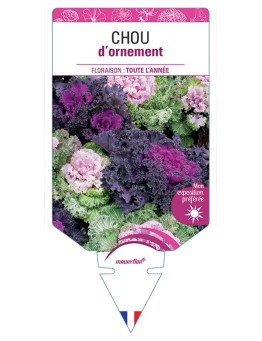 CHOU D'ORNEMENT