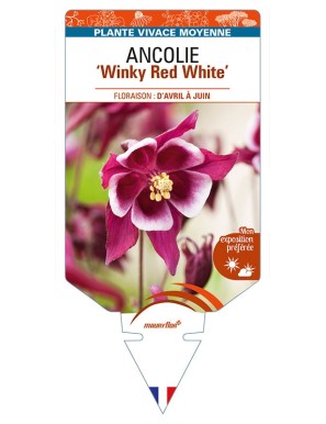 ANCOLIE (vulgaris) 'Winky Red White'