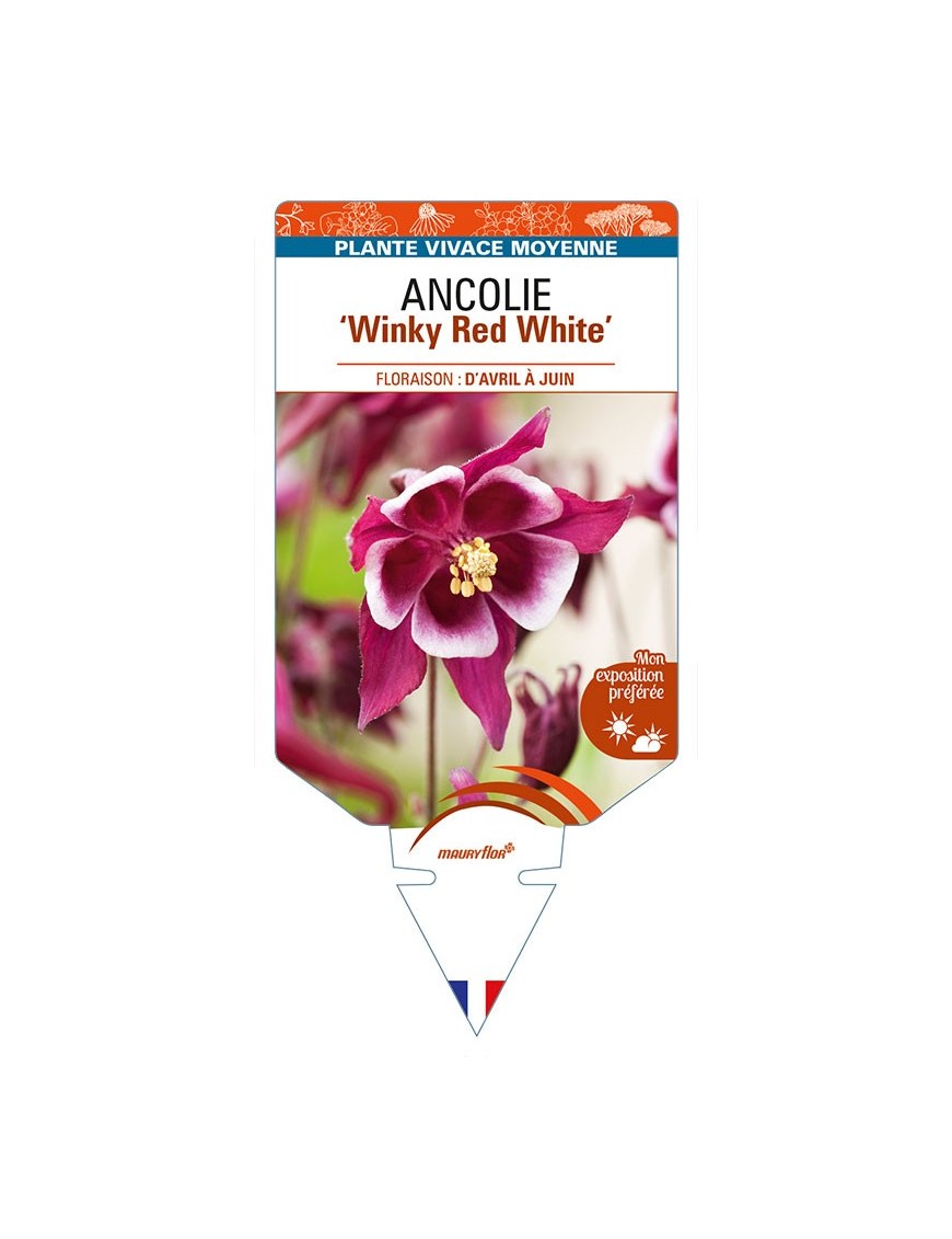 ANCOLIE (vulgaris) 'Winky Red White'