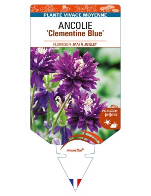 ANCOLIE (vulgaris) ‘Clementine Blue'