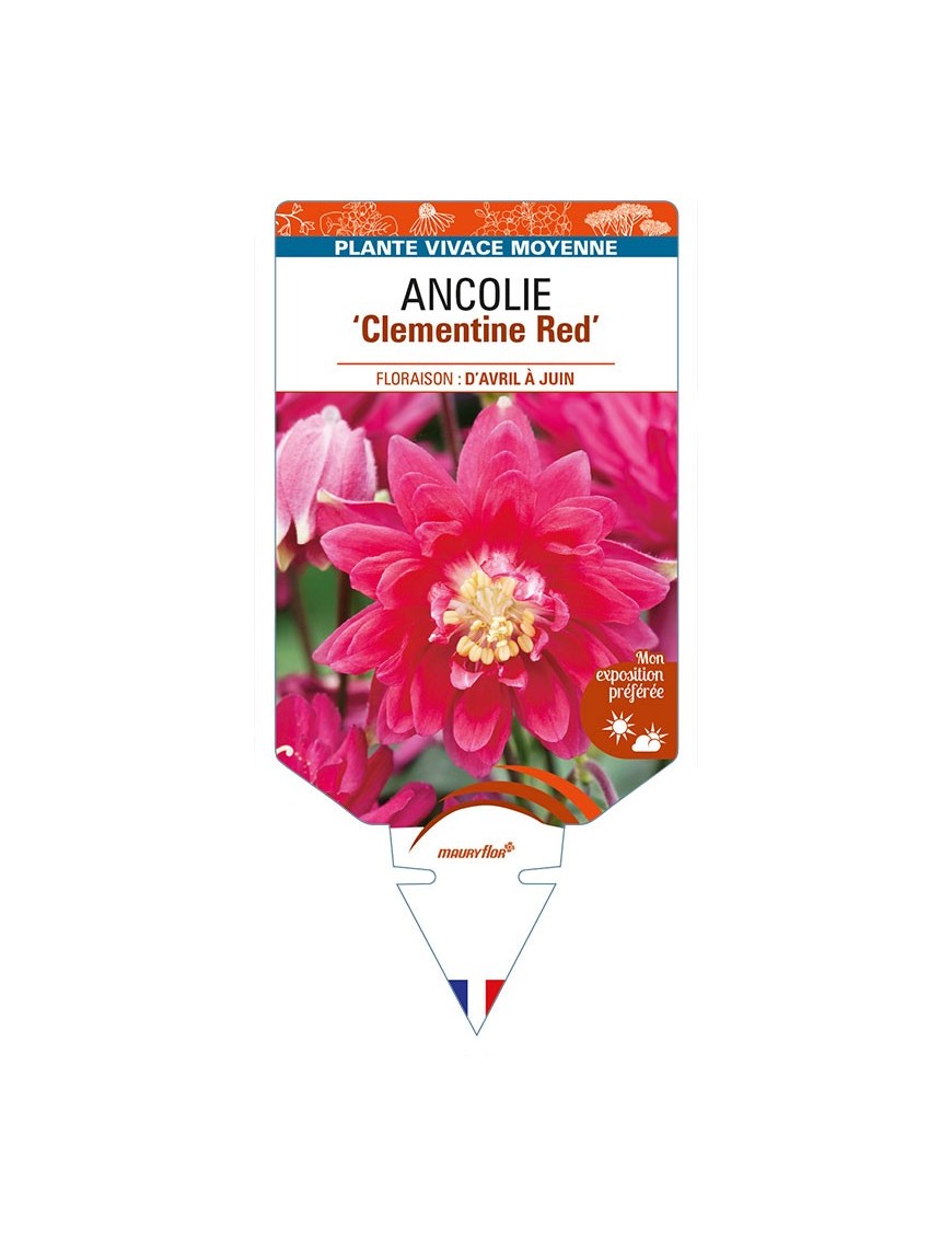 ANCOLIE (vulgaris) ‘Clementine Red'