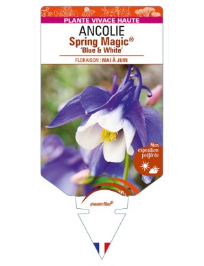 ANCOLIE Spring Magic® 'Blue & White'