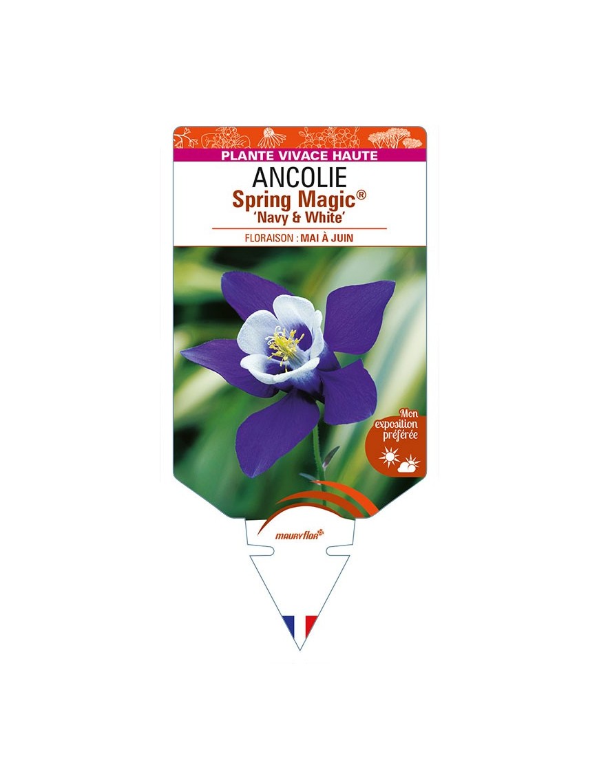 ANCOLIE Spring Magic® 'Navy and White'