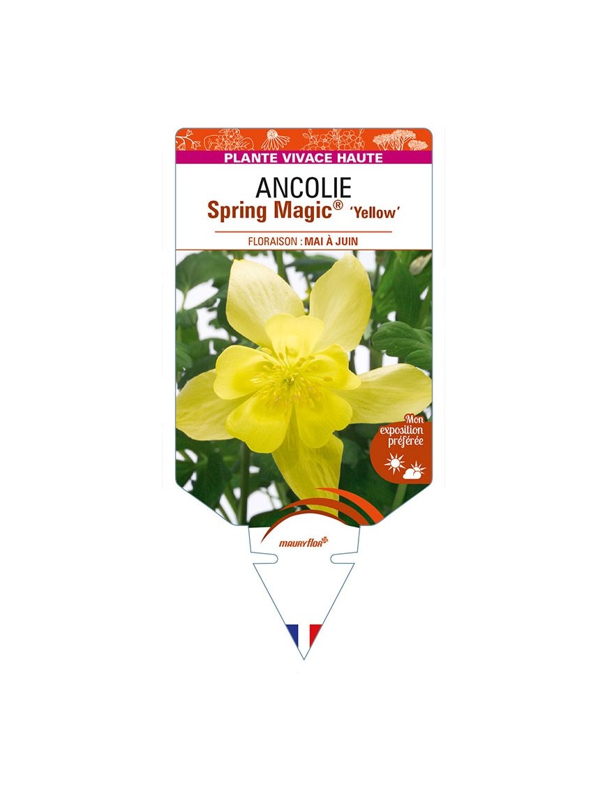 ANCOLIE Spring Magic® 'Yellow'