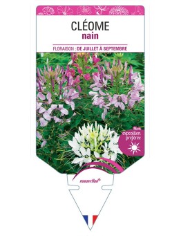 CLÉOME NAIN