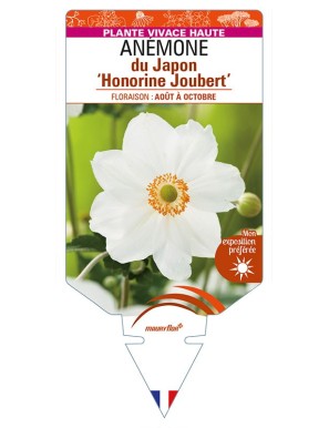 ANEMONE x hybrida 'Honorine Jobert' voir ANÉMONE du Japon