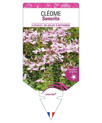 CLÉOME SENORITA