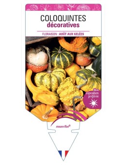 COLOQUINTES DÉCORATIVES