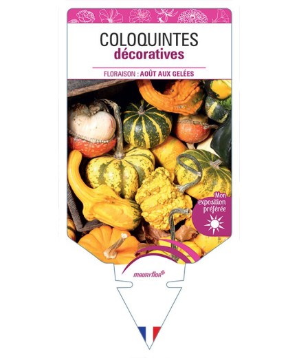 COLOQUINTES DÉCORATIVES