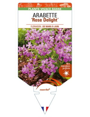 ARABETTE (blepharophylla) 'Rose Delight'
