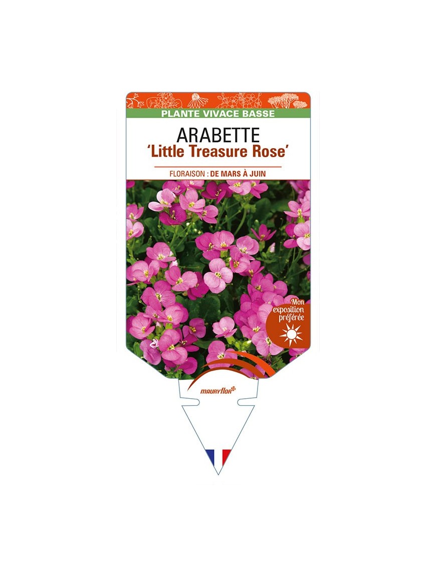 ARABETTE (caucasica) 'Little Treasure Rose'