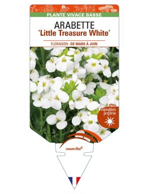 ARABETTE (caucasica) 'Little Treasure White'
