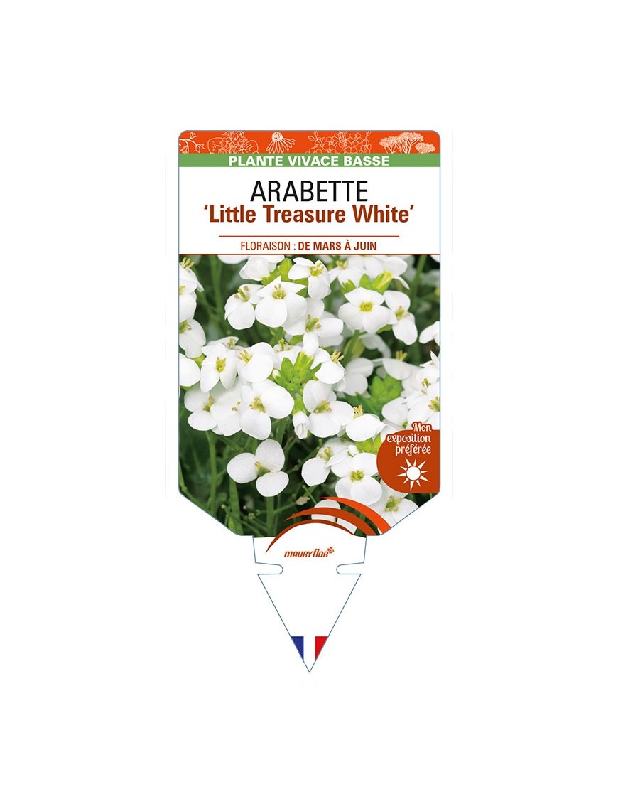 ARABETTE (caucasica) 'Little Treasure White'