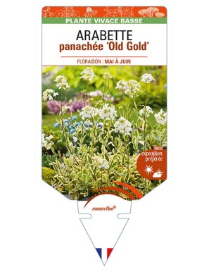 ARABETTE (ferdinandi-coburgii) panachée 'Old Gold'