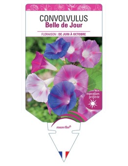 CONVOLVULUS - BELLE DE JOUR (VARIÉ)