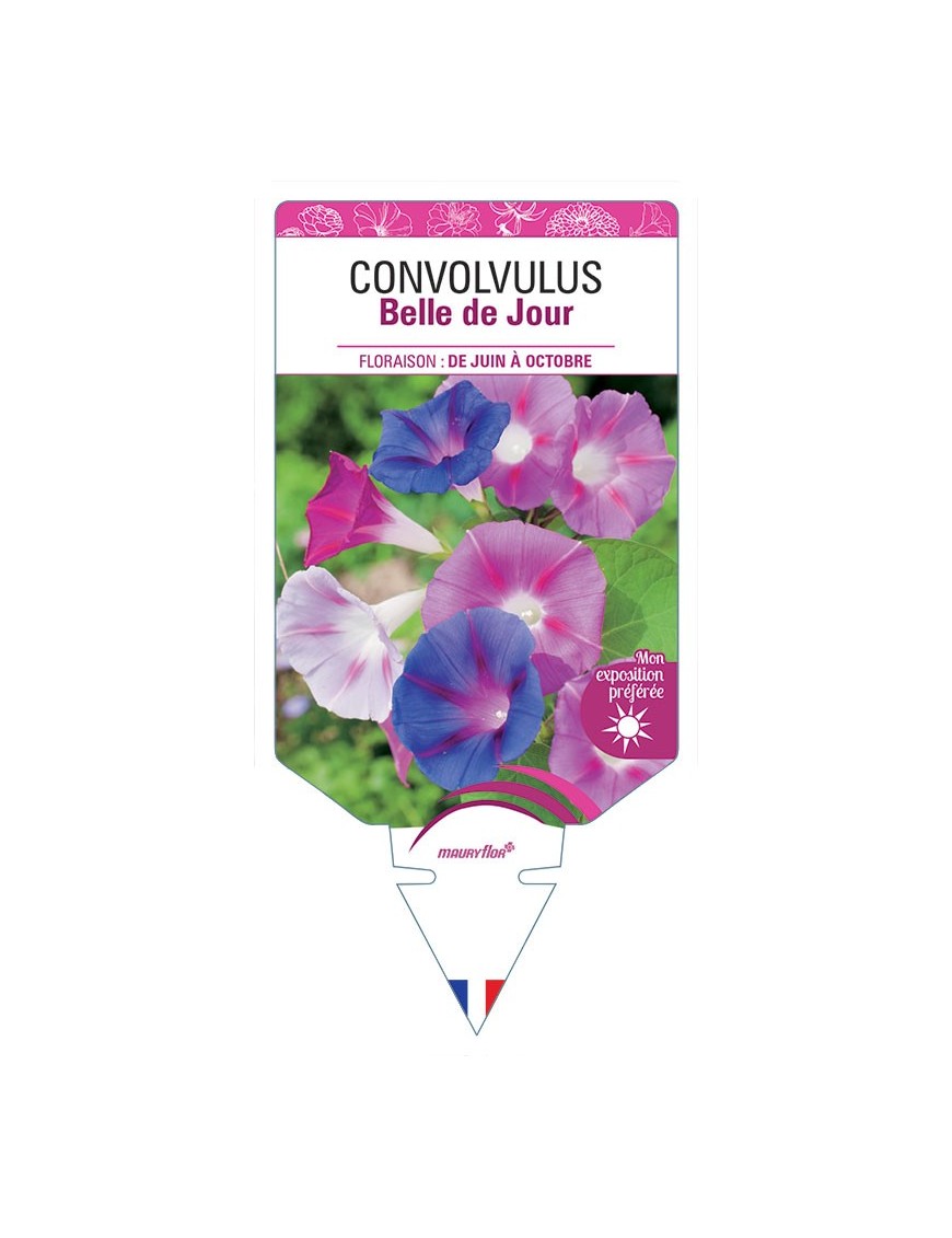 CONVOLVULUS - BELLE DE JOUR (VARIÉ)