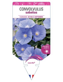 CONVOLVULUS SABATIUS