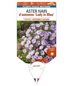 ASTER (dumosus-Hybride) 'Lady in Blue’ voir ASTER nain d’automne