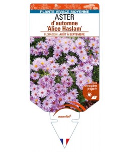 ASTER (dumosus-Hybride) ‘Alice Haslam’ voir ASTER d’automne