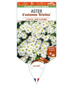 ASTER (dumosus-Hybride) ‘Kristina’ voir ASTER d’automne