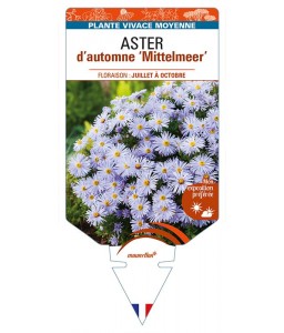 ASTER (dumosus-Hybride) ‘Mittelmeer’ voir ASTER d’automne