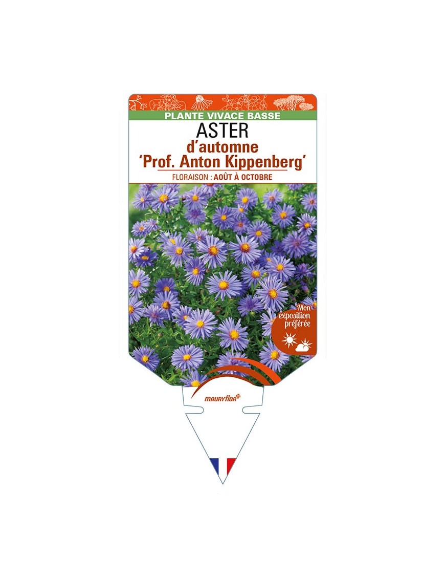 ASTER (dumosus-Hybride) ‘Prof. Anton Kippenberg’ voir ASTER d’automne