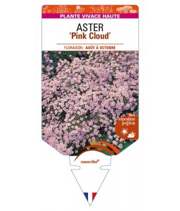 ASTER (ericoides) 'Pink Cloud'