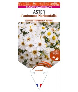 ASTER (lateriflorus) 'Horizontalis' voir ASTER nain d’automne