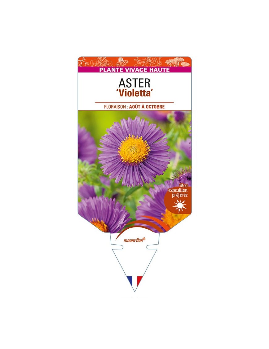 ASTER (novae-angliae) 'Violetta'