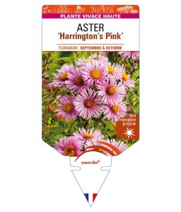 ASTER (novae-angliae) ‘Harrington’s Pink’