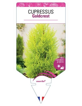 CUPRESSUS GOLDCREST
